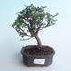 Pokojová bonsai - Sagerécie thea - Sagerécie thea 414-PB2191403 - 1/4