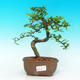 Pokojová bonsai - Carmona macrophylla PB216404 - 1/5