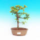 Pokojová bonsai Hvězdice lavandulová PB213404 - 1/4