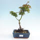 Venkovní bonsai -Javor dlanitolistý Acer palmatum Shishigashira - 1/3