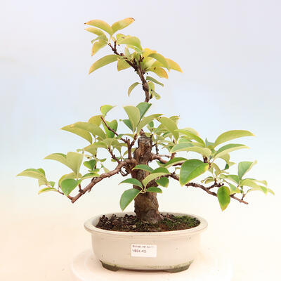 Venkovní  bonsai -  Pseudocydonia sinensis - Kdouloň čínská - 1