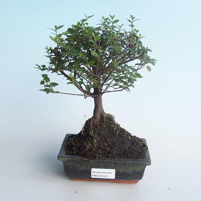 Pokojová bonsai - Sagerécie thea - Sagerécie thea 414-PB2191407 - 1