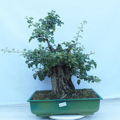 Venkovní bonsai - Hloh jednosemenný - Crataegus monogyna - 1