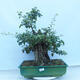 Venkovní bonsai - Hloh jednosemenný - Crataegus monogyna - 1/6
