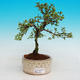 Pokojová bonsai - strom tisíce hvězd -PB215408 - 1/4