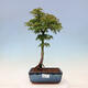 Venkovní bonsai - Acer palmatum SHISHIGASHIRA- Javor malolistý - 1/2