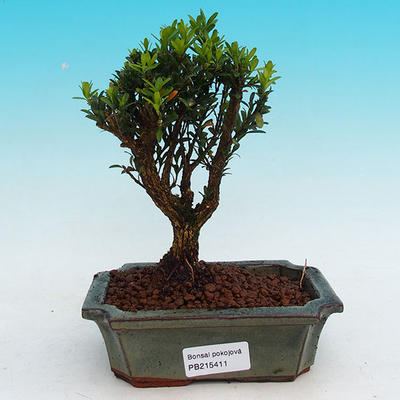 Pokojová bonsai korkový buxus PB215411 - 1