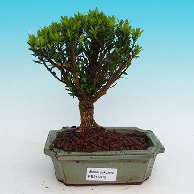 Pokojová bonsai korkový buxus PB215412 - 1