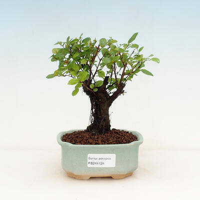 Pokojová bonsai - Sagerécie thea - Sagerécie thea - 1