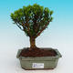 Pokojová bonsai korkový buxus PB215412 - 1/4