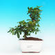 Pokojová bonsai - Carmona macrophylla PB2164113 - 1/5