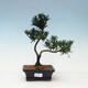 Pokojová bonsai - Podocarpus - Kamenný tis - 1/5