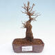 Venkovní bonsai - Javor Buergerianum - Javor Burgerův - 1/5