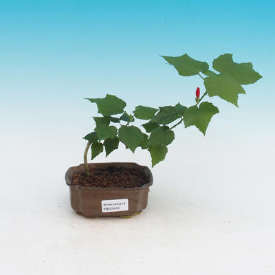 Pokojová bonsai -Hibiscus- malokvětý ibišek - 1
