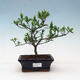 Pokojová bonsai - Gardenia jasminoides-Gardenie - 1/3