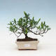 Pokojová bonsai - Gardenia jasminoides-Gardenie - 1/3