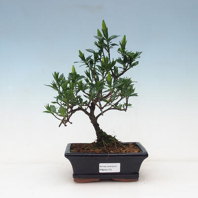 Pokojová bonsai - Gardenia jasminoides-Gardenie - 1