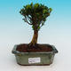 Pokojová bonsai korkový buxus PB215417 - 1/4
