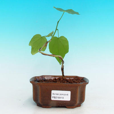Pokojová bonsai - malokvětý ibišek PB216418 - 1