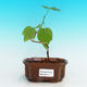 Pokojová bonsai - malokvětý ibišek PB216418 - 1/2