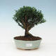 Pokojová bonsai - Buxus harlandii - korkový buxus - 1/3