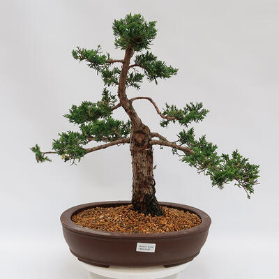 Venkovní bonsai - Juniperus chinensis Kishu -Jalovec čínský - 1
