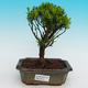 Pokojová bonsai korkový buxus PB215418 - 1/4