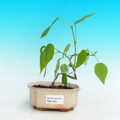 Pokojová bonsai - malokvětý ibišek PB216421 - 1