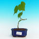 Pokojová bonsai - malokvětý ibišek PB216422 - 1/2
