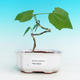 Pokojová bonsai - malokvětý ibišek PB216423 - 1/2