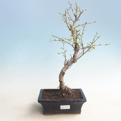 Venkovní bonsai - Pseudolarix amabilis - Pamodřín - 1