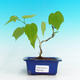Pokojová bonsai - malokvětý ibišek PB216424 - 1/2