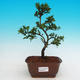 Pokojová bonsai - CesmínaPB215424 - 1/3