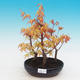 Venkovní bonsai - Javor dlanitolistý oranžový - Acer palmatum KATSURA - 1/3