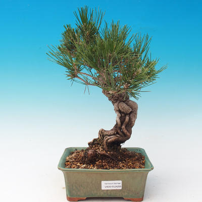 Venkovní bonsai-Pinus thunbergii - Borovice thunbergova - 1