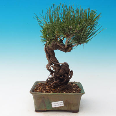 Venkovní bonsai-Pinus thunbergii - Borovice thunbergova - 1