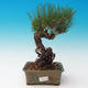 Venkovní bonsai-Pinus thunbergii - Borovice thunbergova - 1/3