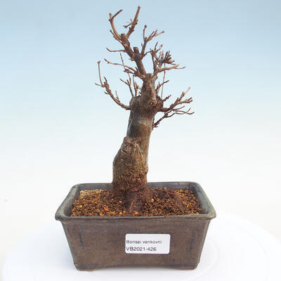 Venkovní bonsai - Javor Buergerianum - Javor Burgerův - 1