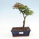 Venkovní bonsai -Javor dlanitolistý Acer palmatum Shishigashira - 1/3