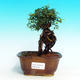 Pokojová bonsai -Malolistý jilm - P216427 - 1/3