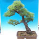 Venkovní bonsai - Pinus parviflora - Borovice drobnokvětá - 1/4