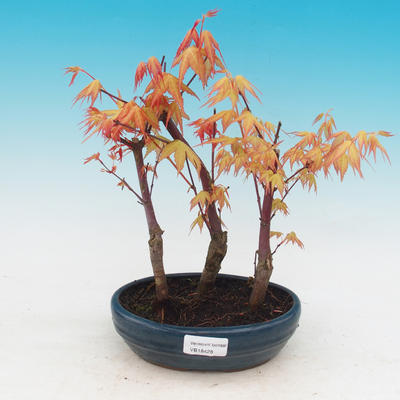 Venkovní bonsai - Javor dlanitolistý oranžový - Acer palmatum KATSURA - 1