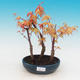 Venkovní bonsai - Javor dlanitolistý oranžový - Acer palmatum KATSURA - 1/3