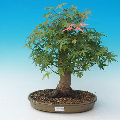 Venkovní bonsai - Acer palmatum-Javor dlanitolistý - 1