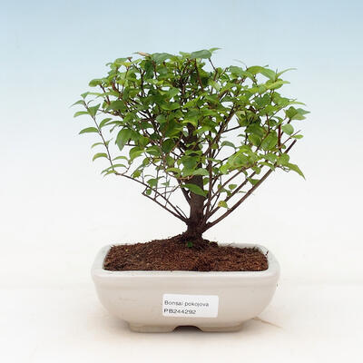Pokojová bonsai - Sagerécie thea - Sagerécie thea - 1