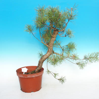Yamadori - Borovice lesní - Pinus sylvestris - 1