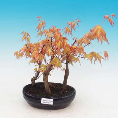 Venkovní bonsai - Javor dlanitolistý oranžový - Acer palmatum KATSURA - 1