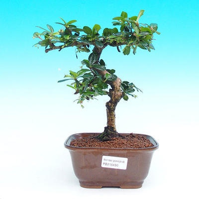 Pokojová bonsai - Carmona macrophylla PB215430 - 1
