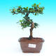 Pokojová bonsai - Carmona macrophylla PB215430 - 1/5