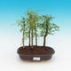 Pokojová bonsai - Fraxinus uhdeii - pokojový Jasan - lesík - 1/2
